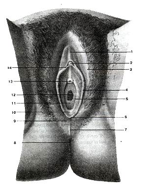  
  Рис. 233. Женские наружные половые органы. 1-крайняя плоть клитора; 2-головка 
  клитора; 3-большая половая губа; 4-малая половая i-уба; 5-отверстие протока 
  большой железы преддверия; 6-уздечка половых iy6; 7-задняя спайка губ; 8-задний 
  проход (анус); 9-промежность; IO-ямка преддверия влагалища; 11-девственная плева; 
  12-отверстие влагалища; 13-наружное отверстие мочеиспускательного канала; 14-уздечка 
  клитора.
  Fig. 233. Женские наружные половые органы. 1-preputium clitoridis; 2-glans clitoridis; 
  3-labium maijus pudendi; 4-labiuin minus pudenda; 5-ductus glandulae vestibularis 
  majoris; 6-t'renulum labiorum pudenda; 7-commissura labiorum pudenda (majoris); 
  8-anus; 9-perineum; 10-fossa vestibuii vaginae; 11-hymen; 12-ostium vaginae; 
  13-ostium urethae externum; 14-frenulum cli-(oridis.
  Fig. 233. External male genital organs.
  1-prepuce of clitoris; 2-glans of clitoris; 3-Iabium majus; 4-labium minus; 
  5-opening of greater veslibular gland; 6-frenulum ol'pudendal labiuin; 7-posterior 
  commissure (of labium majus); 8-anus; 9-perineum; 10-vestibular fossa; 11-hymen; 
  12-vaginal orifice; 13-extemal urethral opening; 14-frenulum of clitoris.
